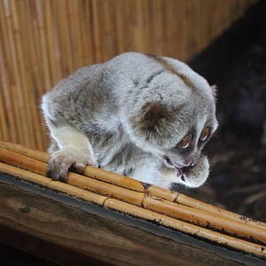 Bengal Slow Loris