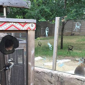 Kookaburra and Bennett's Wallaby Exhibit