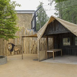 New lion exhibit - Field Station
