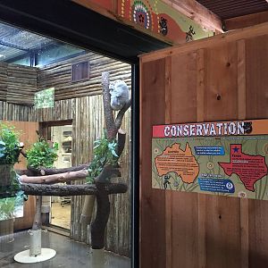 Koala Exhibit