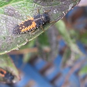 Harlequin ladybird larvae
