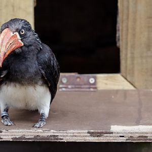 Crowned hornbill : Birdland : 19 Apr 2015
