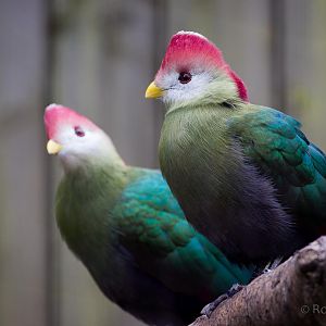 Red-crested turaco : Birdland : 19 Apr 2015