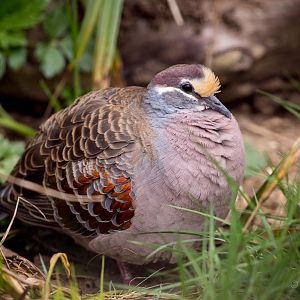Common bronzewing : Birdland : 19 Apr 2015