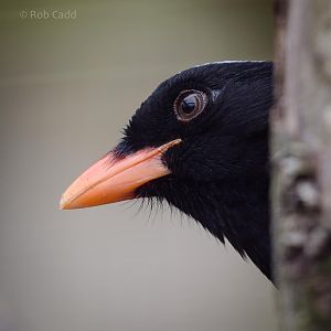 Red-billed blue magpie : Birdland : 19 Apr 2015
