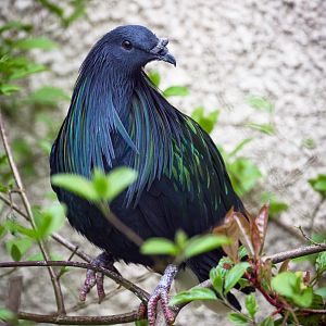 Nicobar pigeon : Birdland : 19 Apr 2015