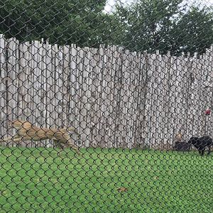 Cheetah and Domestic Dog