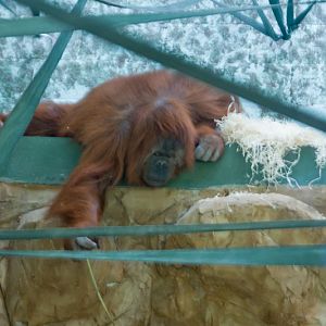 Kibriah - fishing for treats in newly extended house