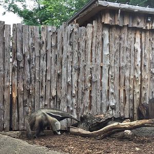 Giant Anteater Exhibit