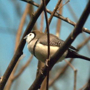 Double-barred finch