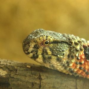 Chinese Crocodile Lizard