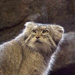 Pallas Cat