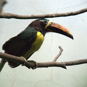 Lettered Aracari