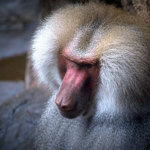 Hamadryas Baboon