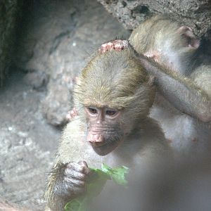 Hamadryas Baboon