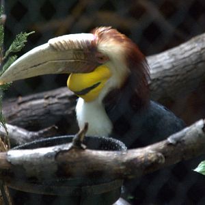 Wreathed hornbill