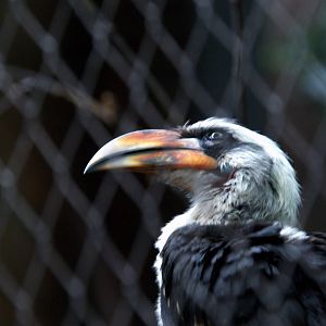 Von der deckens hornbill