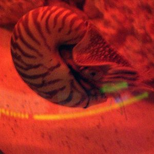 Nautilus