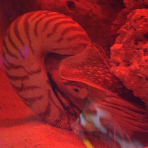 Nautilus