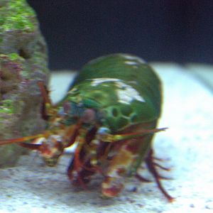 Mantis shrimp