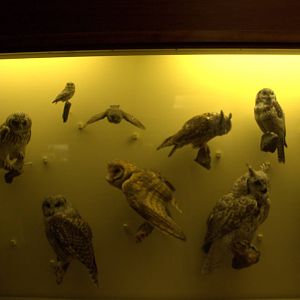 Various owl species