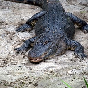 American Alligator