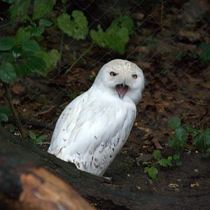 Snowy owl