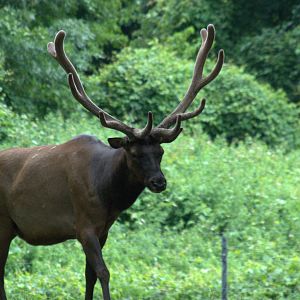 Roosevelt elk