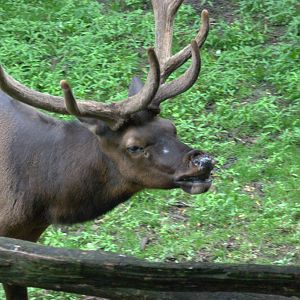 Roosevelt elk