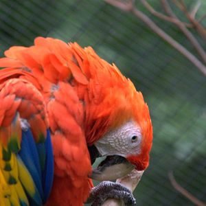 Scarlet Macaw