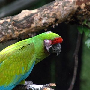 Military Macaw