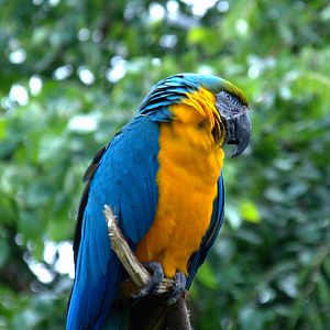 Blue and Gold Macaw
