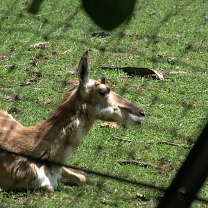 Pronghorn