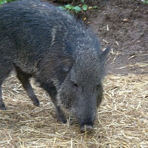 Chacoan Peccary