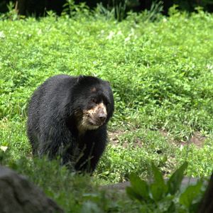 Andean Bear