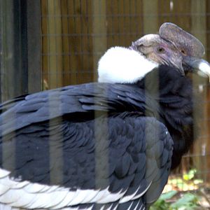 Andean Condor