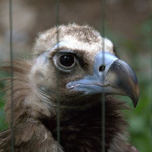 Cinerous Vulture