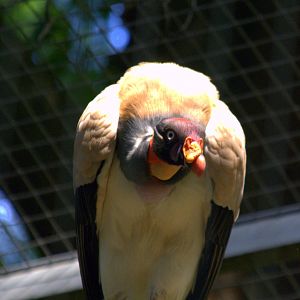King Vulture