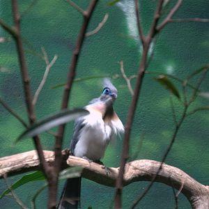 Crested Coua