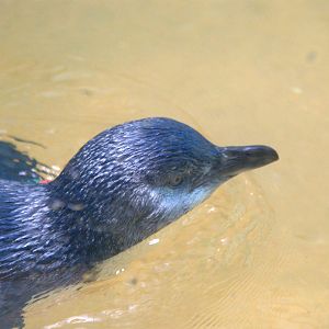 Little Blue Penguin