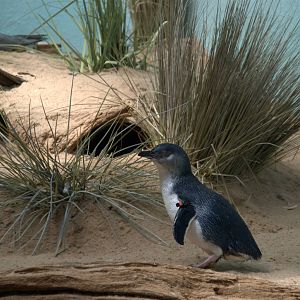 Little Blue Penguin