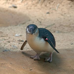 Little Blue Penguin