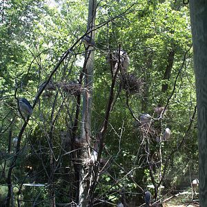 Heron Enclosure