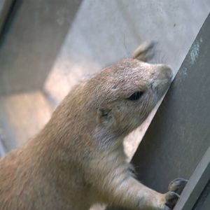 Black-tailed Prarie Dog