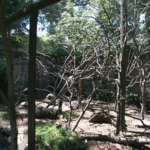 Monk parakeet/Silver pheasant enclosure