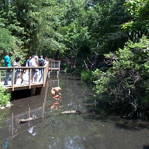 Chilean flamingo/Monkey Island enclosure