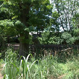 1/2 of the Giant anteater enclosure