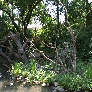 Squirrel Monkey Island