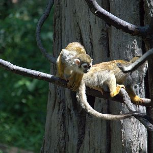 Squirrel Monkey