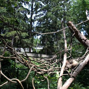Linnaeus's two-toed sloth Enclosure